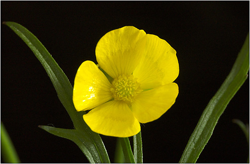 Ranunculus acris. Visible light