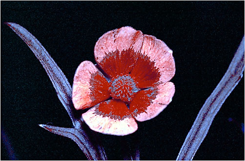 Ranunculus acris. UV light