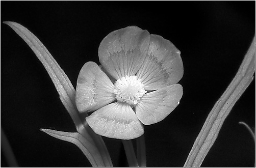 Ranunculus acris. IR light