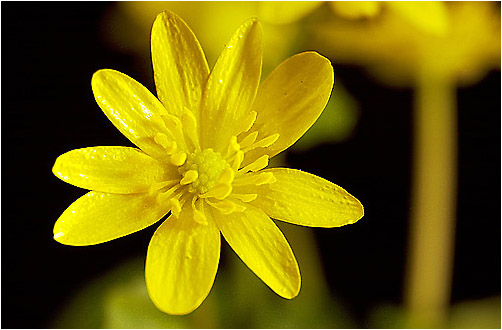 Ranunculus ficaria. Visible light