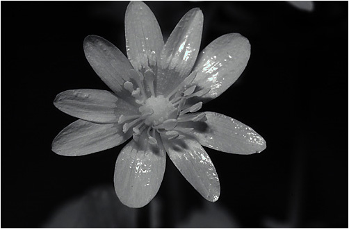 Ranunculus ficaria. IR light