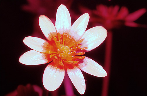 Ranunculus ficaria. UV light