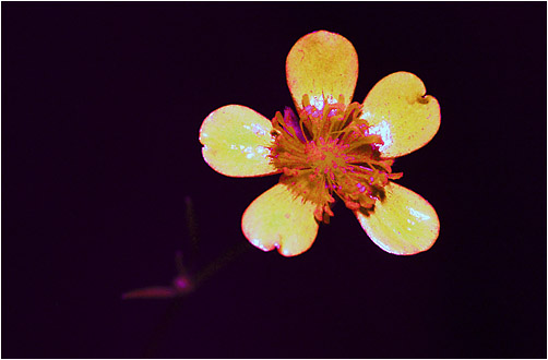 Ranunculus repens. UV light
