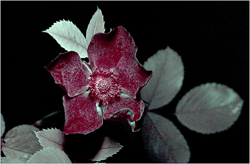 Rosa dumalis. Ultraviolet light