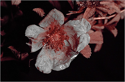 Rosa majalis. Ultraviolet light