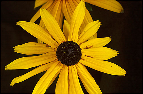 Rudbeckia hirta. Visible light