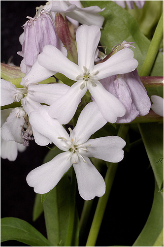 Saponaria officinalis. Visible light