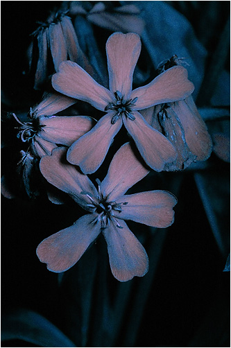 Saponaria officinalis. UV light