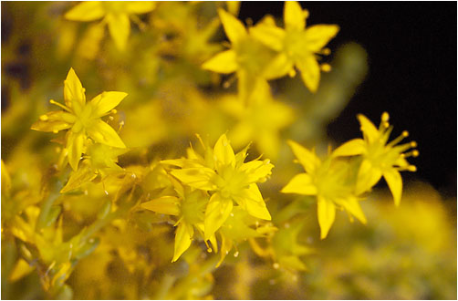 Sedum acre. Visible light