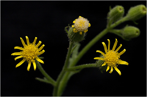 Senecio viscosus. Visible light