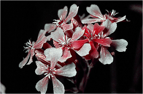 Silene armeria. UV light