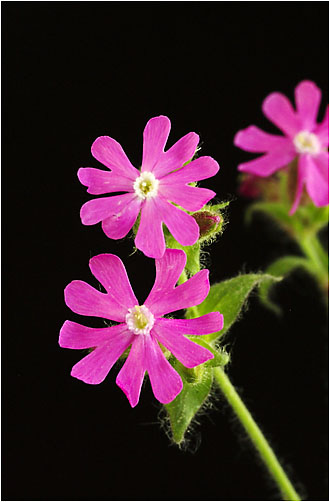 Silene dioica. Visible light