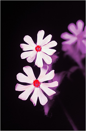 Silene uniflora. UV light