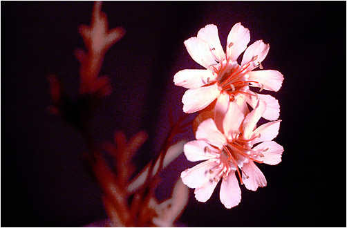 Silene uniflora. UV light