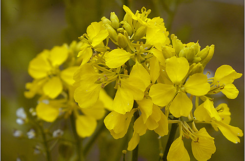 Sinapis arvensis. Visible light