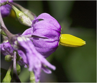 Solanum dulcamara. Visible light