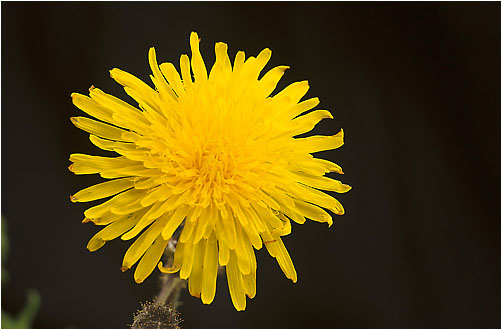 Sonchus arvensis. Visible light