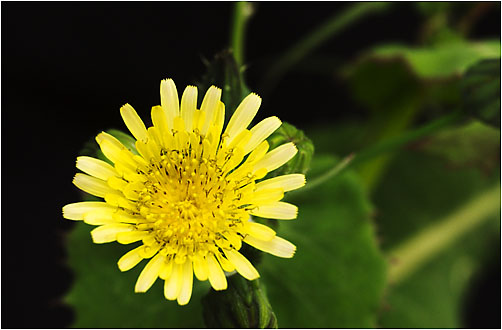 Sonchus oleraceus. Visible light