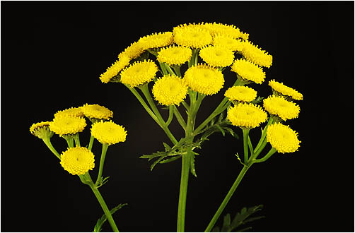 Tanacetum vulgare. Visible light