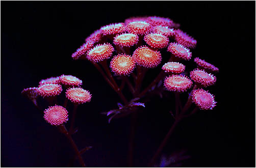 Tanacetum vulgare. Ultraviolet light