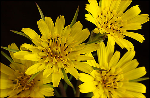 TuTragopogon pratensis  ssp. minor. Visible light