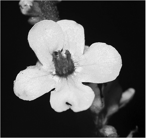Verbascum niger. UV light