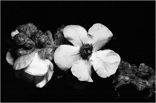 Verbascum phlomoides. UV light