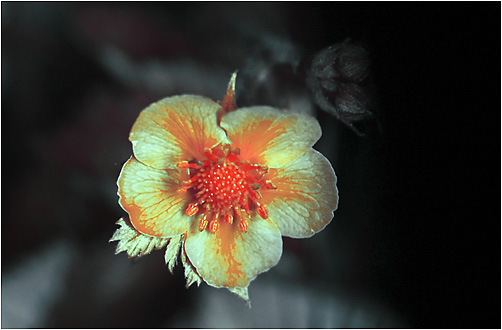 Fragaria vesca x viridis. Ultraviolet light