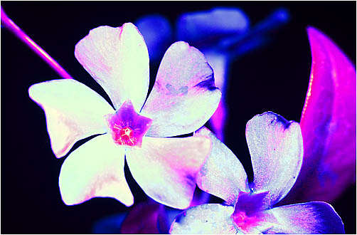 Vinca minor. UV light