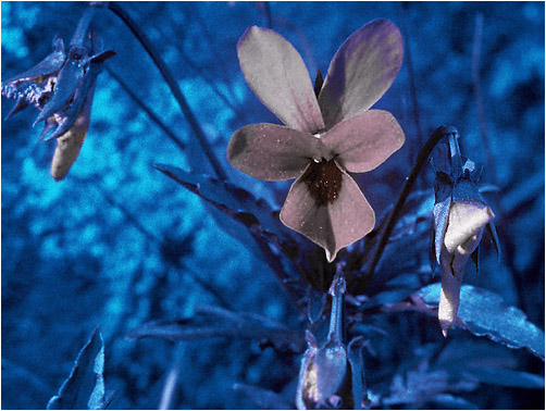 Viola tricolor. UV light