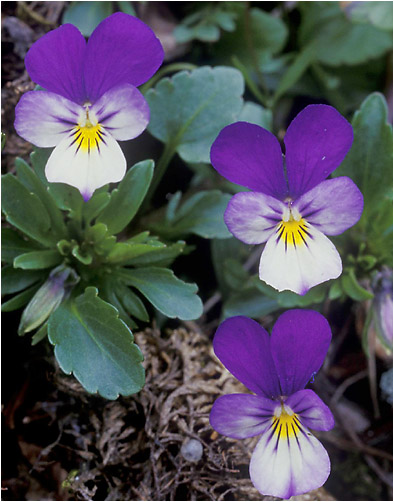 Viola  tricolor. Visible light