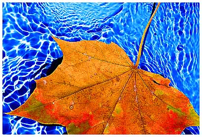 Autumn Leaf on Water