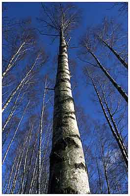 Winter Birches: Visible Light