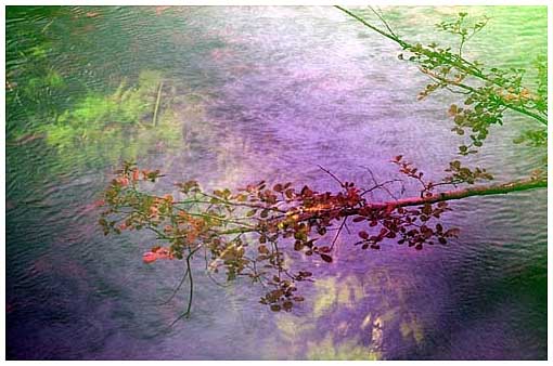 Images of Invisibility: River Branch
