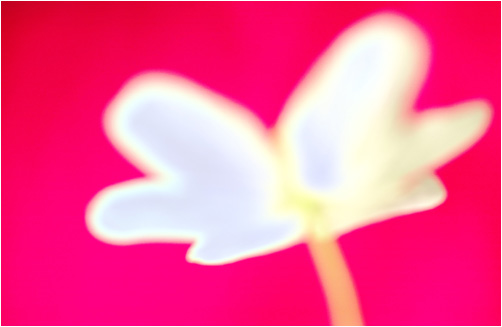 Wood Anemone and Sunset