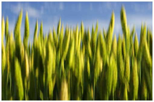 August: Ripening Wheat