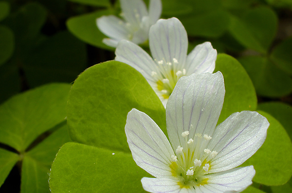 Wood Sorrel