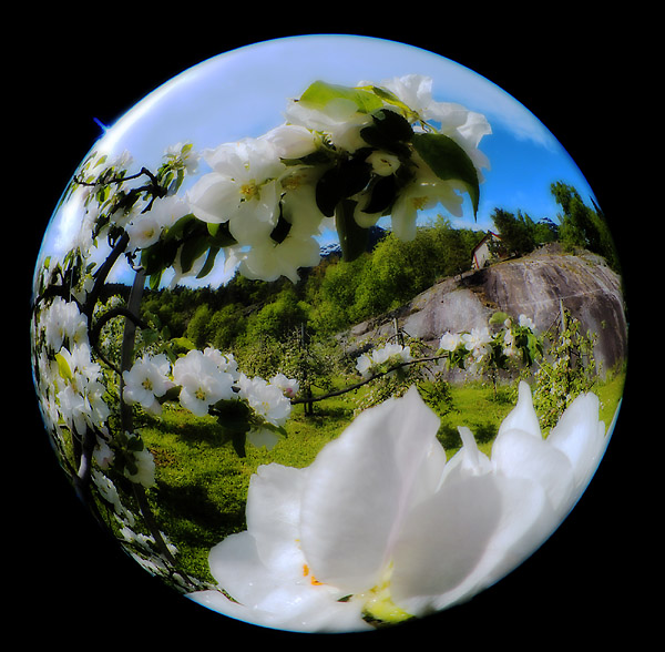 Fruit Blossom Time, by D70 & 10 OP Fisheye