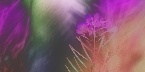 Autumn Flowers