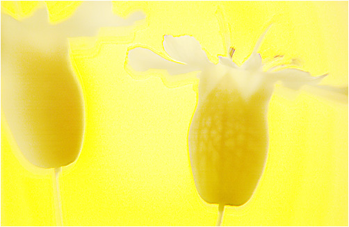Yellow On Yellow