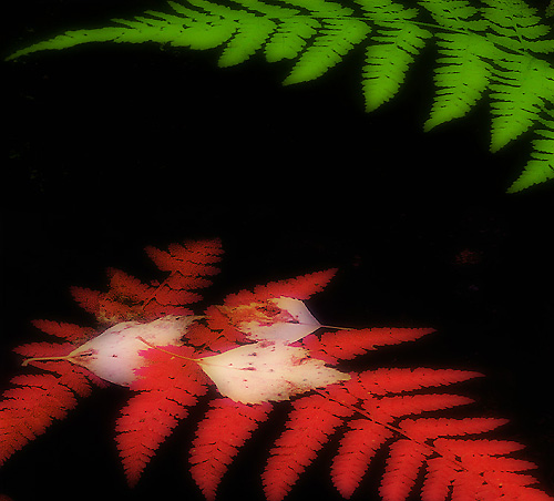 Red and Green Ferns, by F2