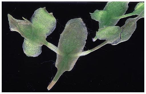 Submerged Duckweeds