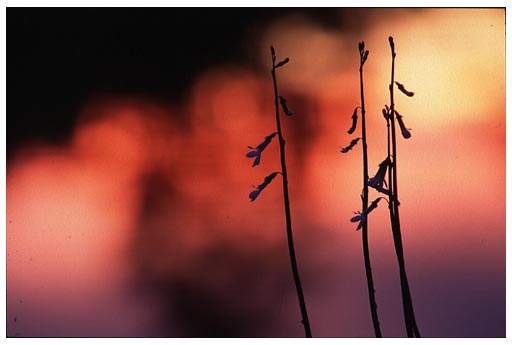 Lobelias At Sunset