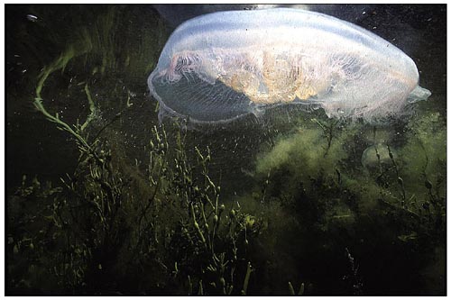 Underwater Seaweeds and Jellyfish