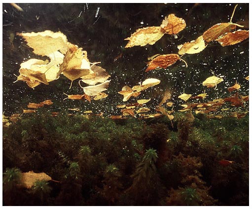 Submerged Moss and Birch Leaves