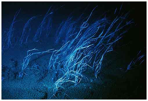 Underwater IR
