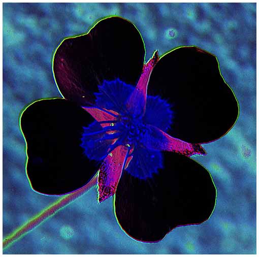 Far Side:  UV Flower (Potentilla erecta)