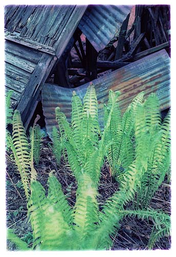 Dilapidated Sawing Mill and Ferns