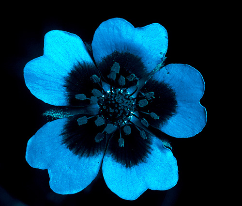 Potentilla recta. Ultraviolet light