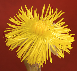 Colt's Foot Flower, in Visible Light, by D70